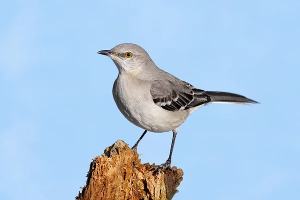 Mockingbird On A Stump — Stock Photo, Image