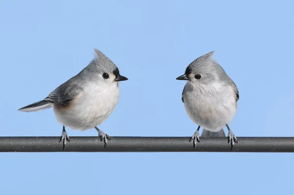 Dvojice ptáků — Stock fotografie