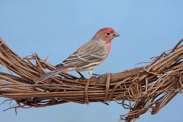 House Finch On Wreath — Stock Photo, Image
