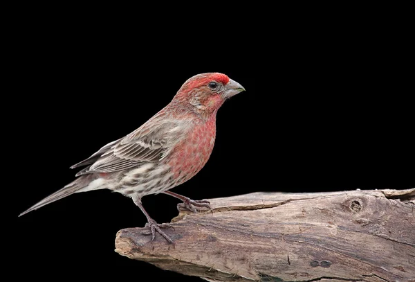 House Finch On Black — Stock Photo, Image