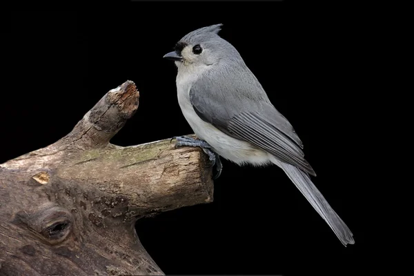 Uccello su un ceppo — Foto Stock