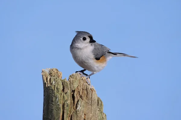 Bird On A Stump — Stock Photo, Image