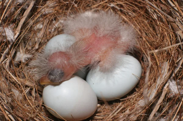Baby vogel broedeieren — Stok fotoğraf