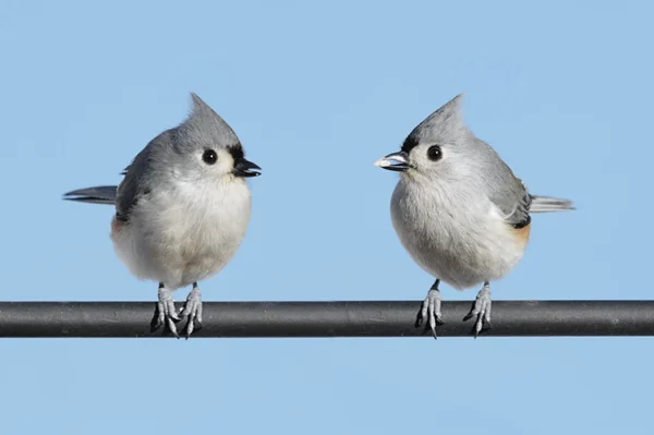 Dvojice ptáků — Stock fotografie
