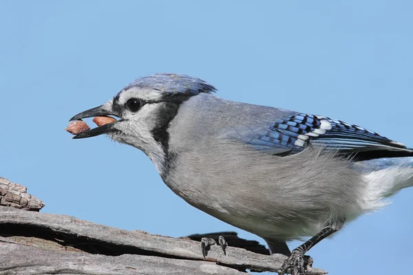 Sininen Jay syöminen maapähkinät — kuvapankkivalokuva
