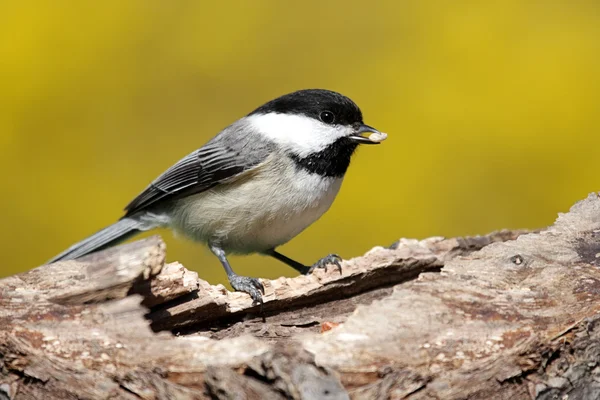 Fågel på en stubbe under våren — Stockfoto