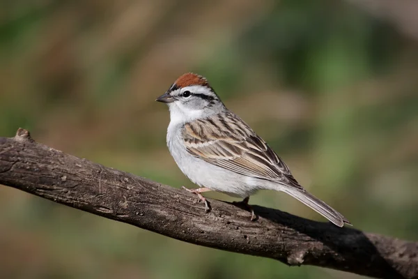 Sparrow On A Branch In Spring — Stock Photo, Image
