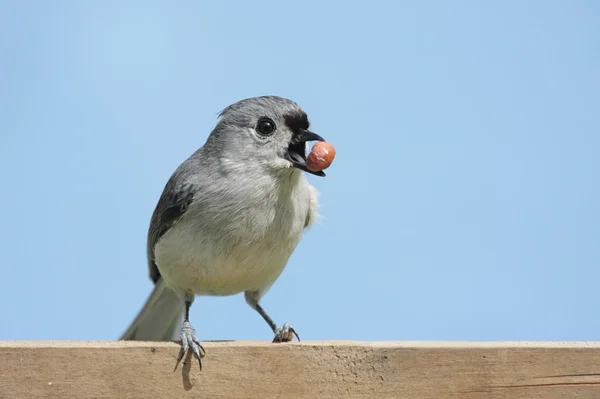 Hungry Bird With A Peanut — Stock Photo, Image