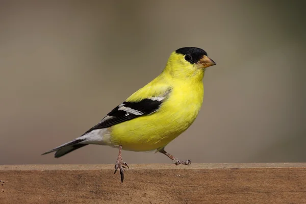 American Goldfinch (Carduelis tristis) — Stock Photo, Image
