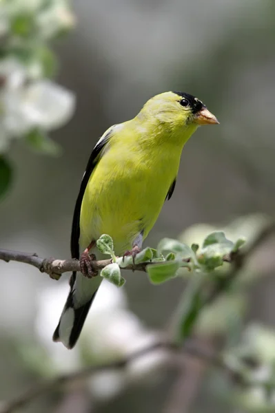 American Goldfinch With Apple Blossoms — Stock Photo, Image