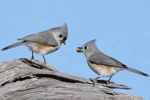 Пара птиц с арахисом — стоковое фото