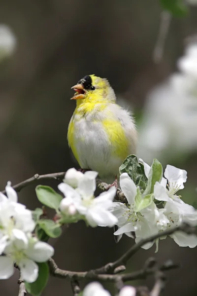 Goldfinch americano com flores de maçã — Fotografia de Stock