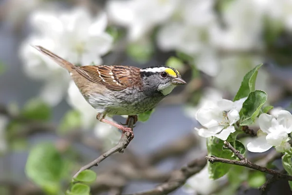 Bílá – throated sparrow s jabloňové květy — Stock fotografie