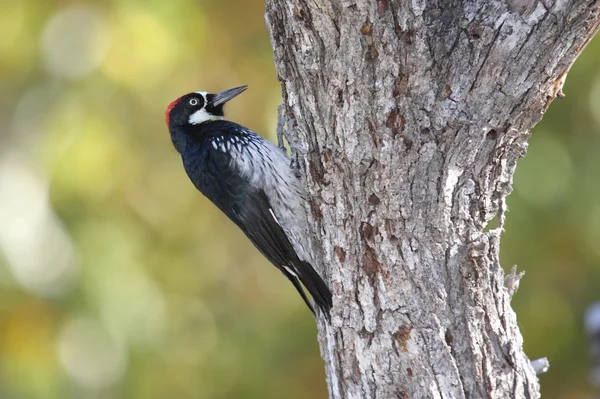 Acorn Woodpecker (Melanerpes formicivorus) ) — Fotografia de Stock