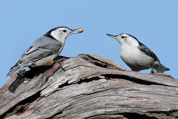 Vogelpaar mit Erdnuss — Stockfoto