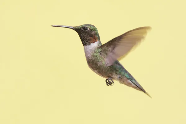 Male Ruby-throated Hummingbird (archilochus colubris) — Stock Photo, Image