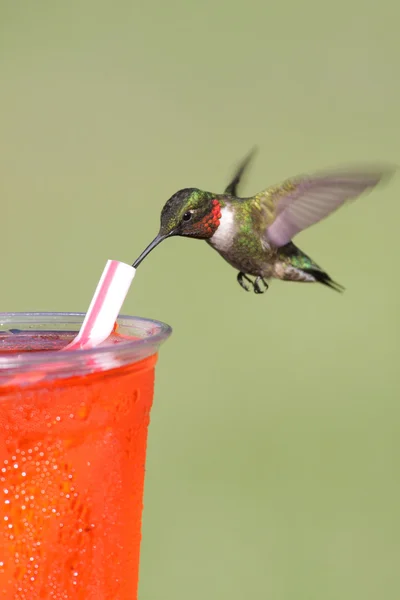 stock image Thirsty Ruby-throated Hummingbird (archilochus colubris)