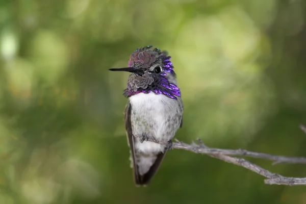 Hummingbird da Costa Masculina (Calypte costae ) — Fotografia de Stock