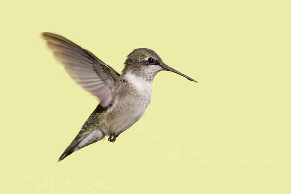 Fiatalkori Ruby torkú Hummingbird (archilochus-colubris) — Stock Fotó