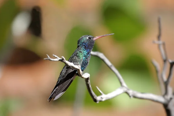 宽嘴蜂鸟 (Cynanthus 研究) — 图库照片