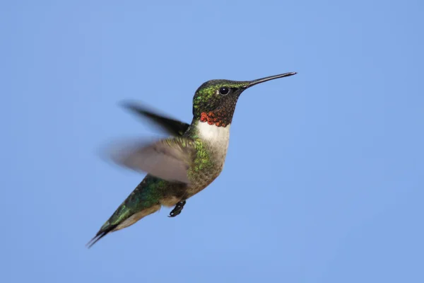 Homem Rubi-Garganta Hummingbird — Fotografia de Stock
