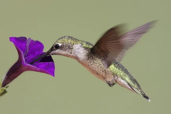 Juvenile Ruby-throated Hummingbird (archilochus colubris) — Fotografie, imagine de stoc