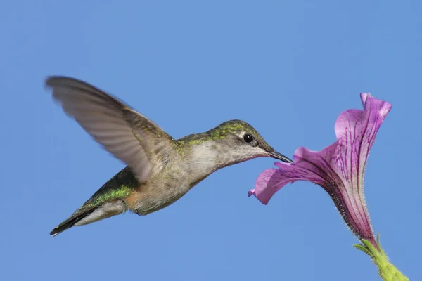 Fiatalkori Ruby torkú Hummingbird (archilochus-colubris) — Stock Fotó