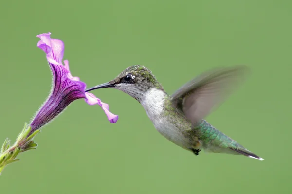 Juvenile Ruby-throated Hummingbird (archilochus colubris) — Stock Photo, Image