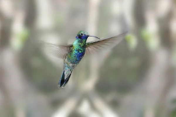 Funkelnder Veilchenohren-Kolibri — Stockfoto