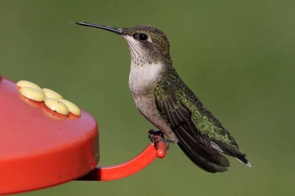 Ruby - Vitstrupig hummingbird på en feeder — Stockfoto