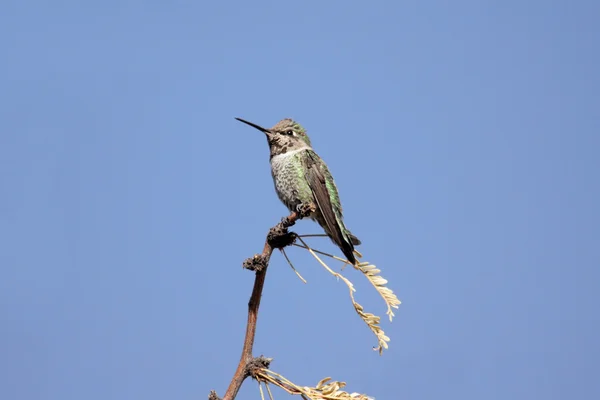 Anás Hummingbird (Calypte anna ) — Fotografia de Stock