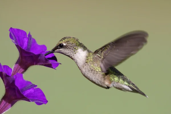 Juvenil rubinstrupig kolibri — Stockfoto