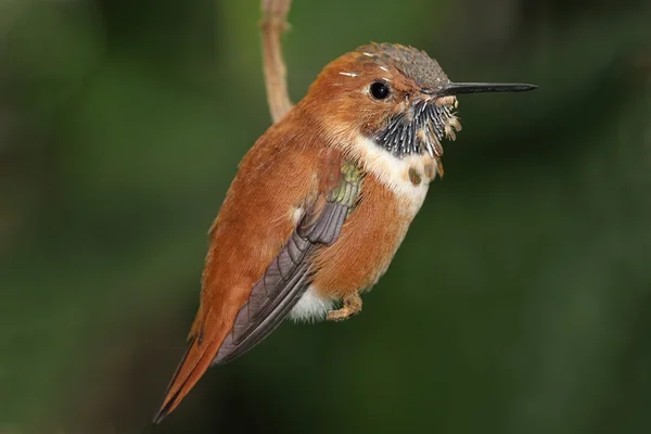 Vörhenyes kolibri (Selasphorus rufus) — Stock Fotó