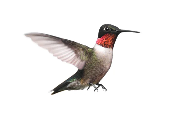Na białym tle ruby - throated hummingbird — Zdjęcie stockowe