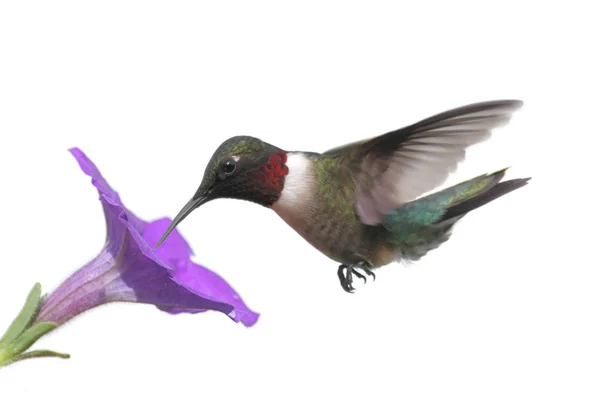 Isolerade ruby - Vitstrupig hummingbird — Stockfoto