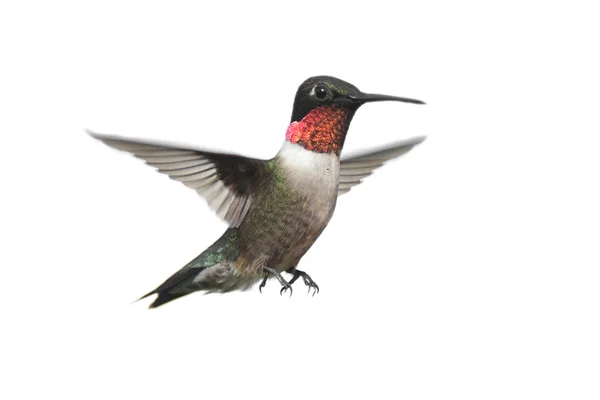孤立的红宝石-throated 蜂鸟 — 图库照片