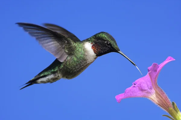 Mužské kolibřík rubínohrdlý (Archilochovi colubris) — Stock fotografie