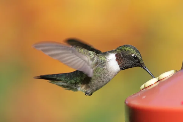 Hummingbird dalla gola rubino ad un alimentatore — Foto Stock