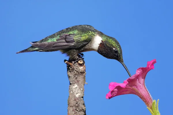 Colibrí macho de garganta rubí (archilochus colubris ) — Foto de Stock