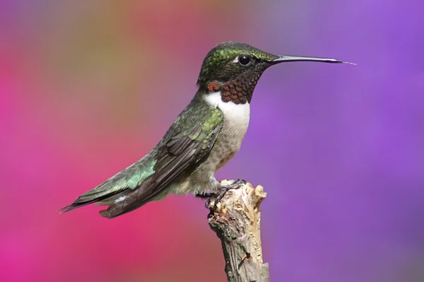 Ruby-throated Hummingbird Pe O Perch — Fotografie, imagine de stoc