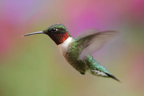 Colibri à gorge rubis en vol — Photo