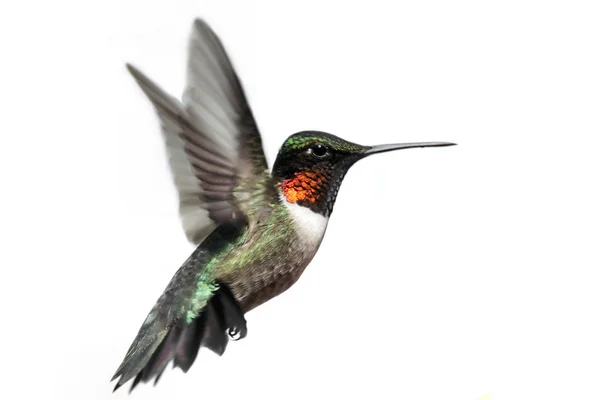 Isolated Ruby-throated Hummingbird — Stock Photo, Image