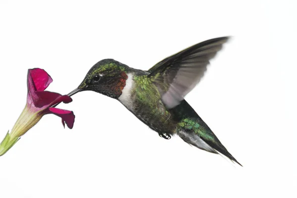 Na białym tle ruby - throated hummingbird — Zdjęcie stockowe