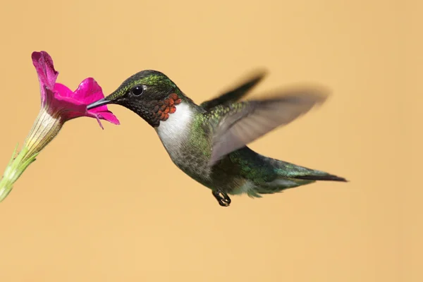 Male Ruby-throated Hummingbird (archilochus colubris)