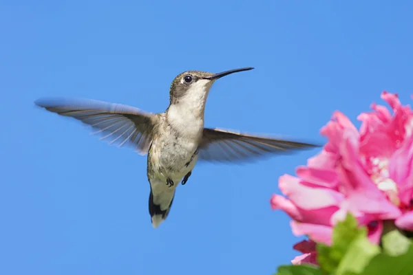 Ruby - Vitstrupig hummingbird — Stockfoto