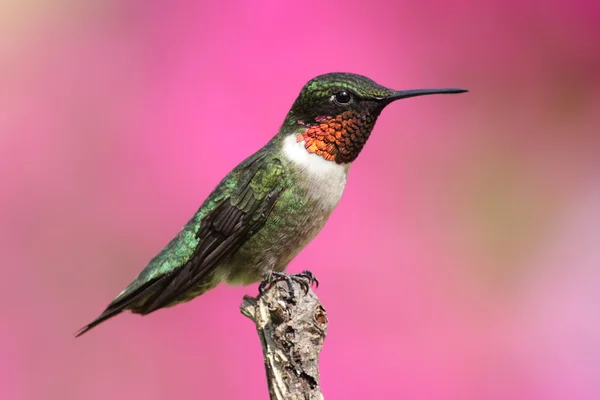 Ruby - throated hummingbird na grzędzie — Zdjęcie stockowe