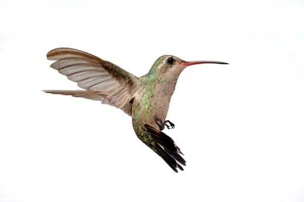 Απομονωμένες ευρείας-τιμολογημένος Hummingbird (Cynanthus latirostris) — Φωτογραφία Αρχείου