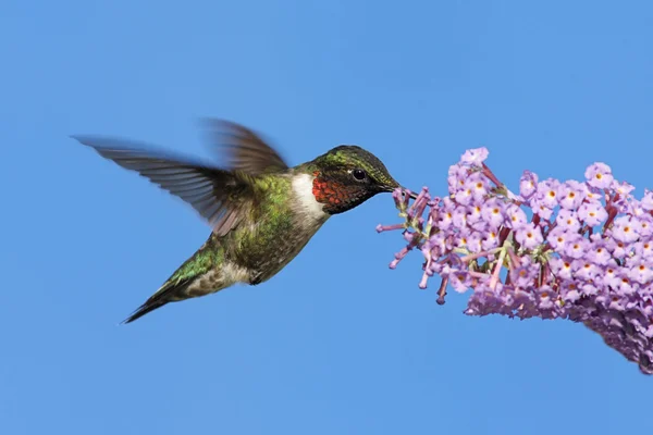 Mężczyzna ruby - throated hummingbird — Zdjęcie stockowe