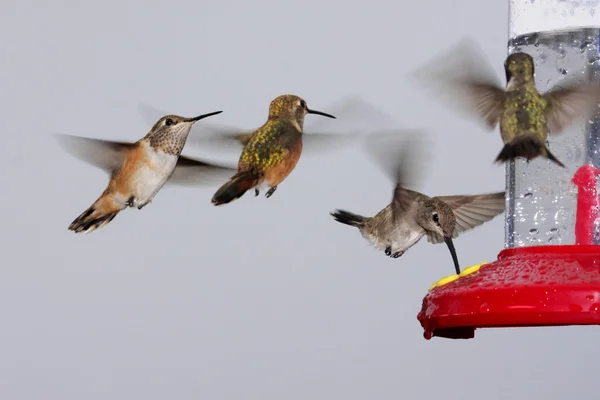 Svärm av kolibrier på en feeder — Stockfoto