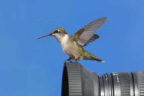 Ruby-garganta colibrí en una cámara — Foto de Stock